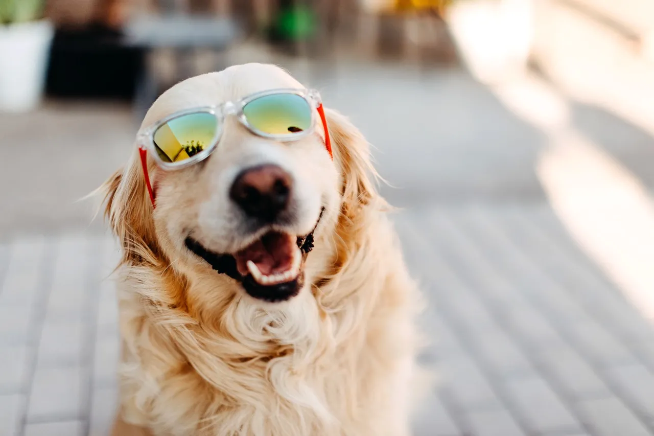 A golden retriever is wearing sunglasses while smiling at the camera.